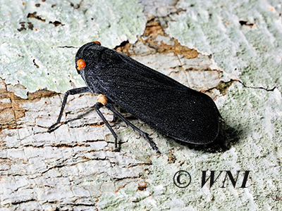 Acraephia perspicillata (Fulgoridae, Hemiptera)